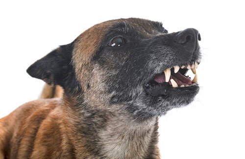animal dog attack